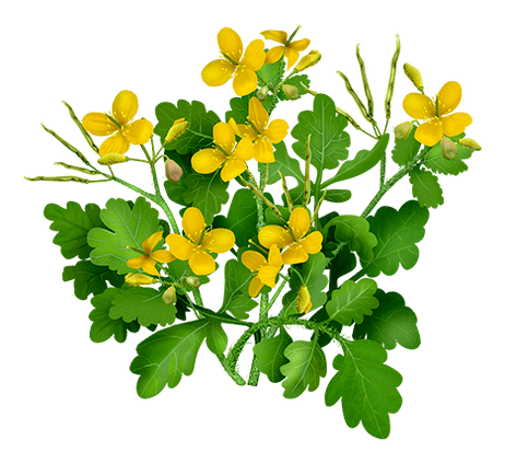 Celandine in Proctonic