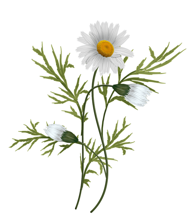 Chamomile in Proctonic